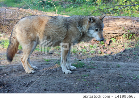 Wild Wolf in Natural Habitat: Majestic and Solitary in Woodland Environment Wild Wolf in Natural Habitat: Majestic and Solitary in Woodland Environment 141996663