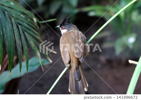 Wildlife Photography: Red-Whiskered Bulbul Perched in Lush Greenery Wildlife Photography: Red-Whiskered Bulbul Perched in Lush Greenery 141996672