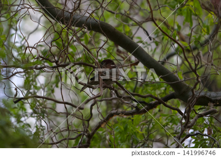 Sparrow Perched on Branch Amidst Lush Green Foliage for Nature Photography and Birdwatching Sparrow Perched on Branch Amidst Lush Green Foliage for Nature Photography and Birdwatching 141996746