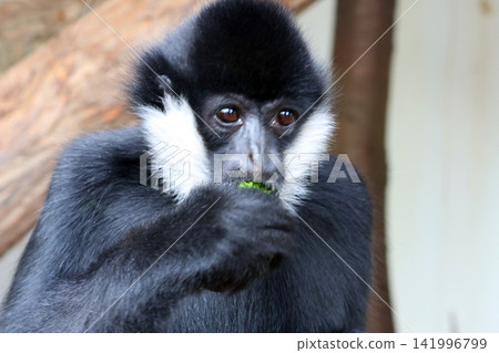 Black and white monkey with distinctive facial markings eating green foliage while perched on a branch in a natural habitat setting Black and white monkey with distinctive facial markings eating green foliage while perched on a branch in a natural habitat setting 141996799
