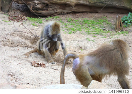 Two baboons interacting on sandy ground in a natural habitat, with greenery and rocks visible in the background, showcasing their distinct features and behaviors Two baboons interacting on sandy ground in a natural habitat, with greenery and rocks visible in the background, showcasing their distinct features and behaviors 141996810