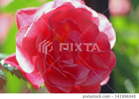 Vibrant Pink Rose Close-Up in Sunlit Garden for Botanical Prints and Floral Art Vibrant Pink Rose Close-Up in Sunlit Garden for Botanical Prints and Floral Art 141996848