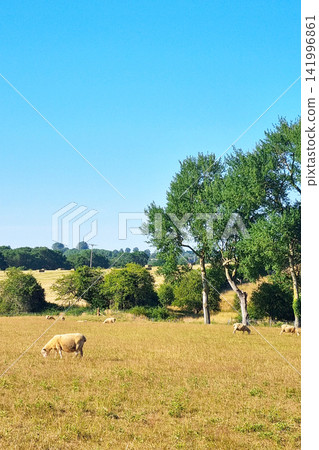 Peaceful Pasture: Sheep Grazing in a Tranquil Countryside Meadow Peaceful Pasture: Sheep Grazing in a Tranquil Countryside Meadow 141996861