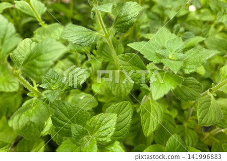 Fresh Green Mint Leaves for Culinary and Herbal Uses Fresh Green Mint Leaves for Culinary and Herbal Uses 141996883