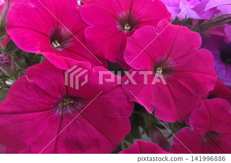 Vibrant Magenta Petunias in Full Bloom for Garden Design and Floral Art Inspiration Vibrant Magenta Petunias in Full Bloom for Garden Design and Floral Art Inspiration 141996886