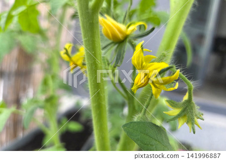 Close-Up of Tomato Plant Blossoms in Urban Balcony Garden for Horticulture Enthusiasts Close-Up of Tomato Plant Blossoms in Urban Balcony Garden for Horticulture Enthusiasts 141996887