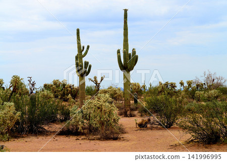 Old Saguaro Cactus Sonora desert Arizona Old Saguaro Cactus Sonora desert Arizona 141996995