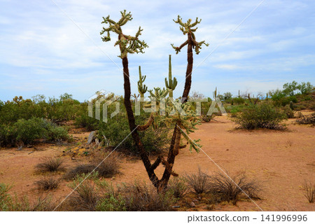 Old Saguaro Cactus Sonora desert Arizona Old Saguaro Cactus Sonora desert Arizona 141996996