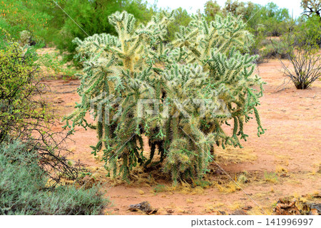 Cholla cactus, Sonora Desert, Mid Summer Cholla cactus, Sonora Desert, Mid Summer 141996997