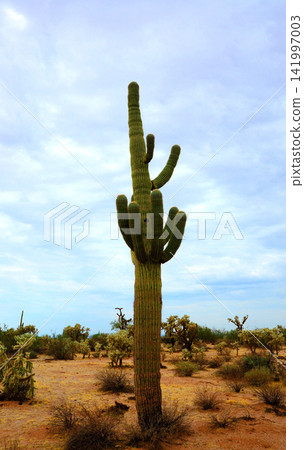 Old Saguaro Cactus Sonora desert Arizona 141997003
