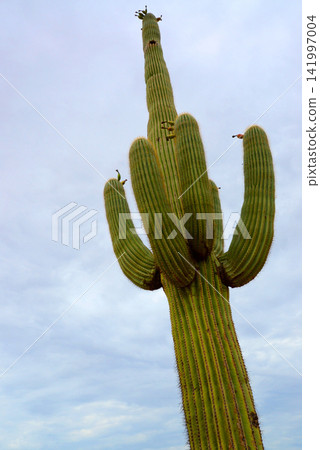 Old Saguaro Cactus Sonora desert Arizona Old Saguaro Cactus Sonora desert Arizona 141997004