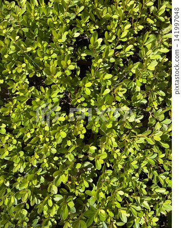 A textured background featuring lush, shimmering hedge leaves bathed in light. A textured background featuring lush, shimmering hedge leaves bathed in light. 141997048