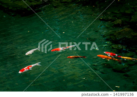 優雅的游泳鯉魚 141997136