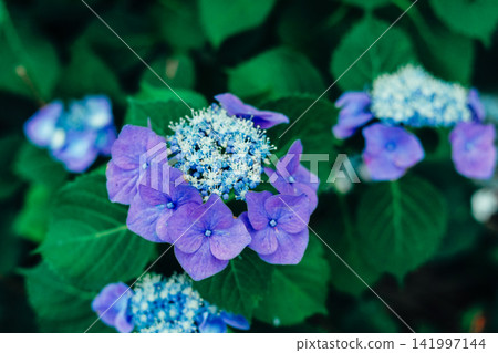 Hydrangea wet in the rain Hydrangea wet in the rain 141997144