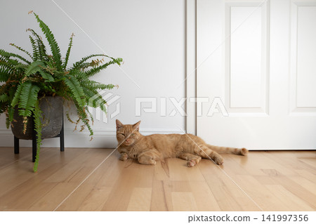cat resting on the floor in minimalist home interior with copy space cat resting on the floor in minimalist home interior with copy space 141997356