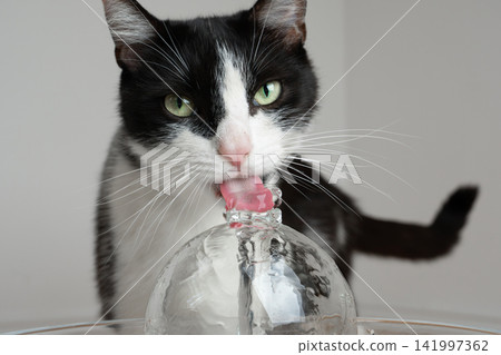 cat drinking water from pet fountain cat drinking water from pet fountain 141997362