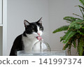 cat drinking water from pet fountain 141997374