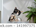 cat drinking water from pet fountain 141997375
