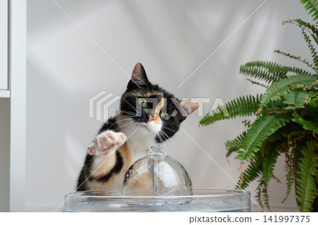 cat drinking water from pet fountain cat drinking water from pet fountain 141997375