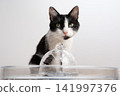 cat drinking water from pet fountain 141997376