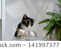 cat drinking water from pet fountain 141997377