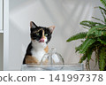 cat drinking water from pet fountain 141997378