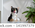 cat drinking water from pet fountain 141997379
