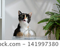 cat drinking water from pet fountain 141997380