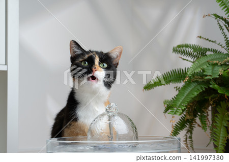 cat drinking water from pet fountain cat drinking water from pet fountain 141997380