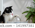 cat drinking water from pet fountain 141997381