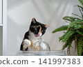 cat drinking water from pet fountain 141997383