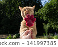 cat licking homemade ice cream for pets 141997385