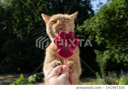 cat licking homemade ice cream for pets cat licking homemade ice cream for pets 141997385