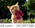 cat licking homemade ice cream for pets 141997386