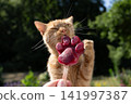 cat licking homemade ice cream for pets 141997387