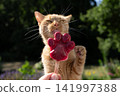 cat licking homemade ice cream for pets 141997388