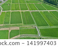 Aerial view of lush, green rice paddies and farm roads: A beautiful summer rural landscape in Kagoshima. 141997403