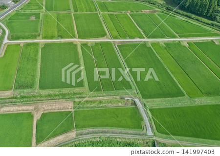 Aerial view of lush, green rice paddies and farm roads: A beautiful summer rural landscape in Kagoshima. Aerial view of lush, green rice paddies and farm roads: A beautiful summer rural landscape in Kagoshima. 141997403