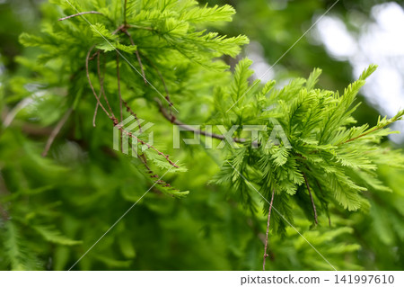 Fresh Green Bald Cypress Leaves Close-up on Tree Branch in Spring Fresh Green Bald Cypress Leaves Close-up on Tree Branch in Spring 141997610