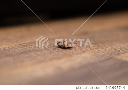 A dead cockroach lying upside down on a wooden floor surface, depicting a successful pest control solution and clean home maintenance effort in a residential or commercial setting 141997744