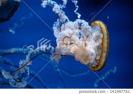 A graceful jellyfish swims through deep blue water with delicate tentacles and glowing translucent textures, creating a serene marine atmosphere of wonder and aquatic beauty A graceful jellyfish swims through deep blue water with delicate tentacles and glowing translucent textures, creating a serene marine atmosphere of wonder and aquatic beauty 141997781