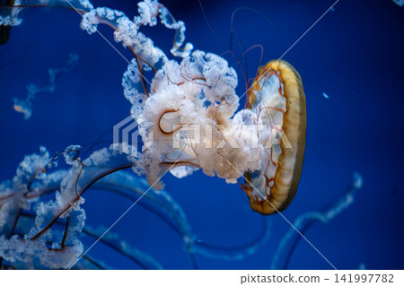Graceful white jellyfish with long delicate tentacles swimming slowly in deep blue ocean water, representing aquatic nature, marine biology, tranquility, and underwater serenity Graceful white jellyfish with long delicate tentacles swimming slowly in deep blue ocean water, representing aquatic nature, marine biology, tranquility, and underwater serenity 141997782
