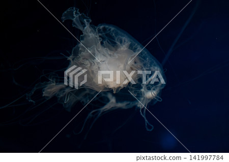 Translucent jellyfish floating gracefully in deep ocean water, showcasing delicate tentacles and ethereal movement to create a serene marine atmosphere for scientific or artistic needs Translucent jellyfish floating gracefully in deep ocean water, showcasing delicate tentacles and ethereal movement to create a serene marine atmosphere for scientific or artistic needs 141997784