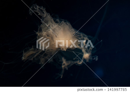 A translucent jellyfish floats through dark ocean water with delicate tentacles extended gracefully, creating a serene and mysterious atmosphere for marine biology nature concepts A translucent jellyfish floats through dark ocean water with delicate tentacles extended gracefully, creating a serene and mysterious atmosphere for marine biology nature concepts 141997785
