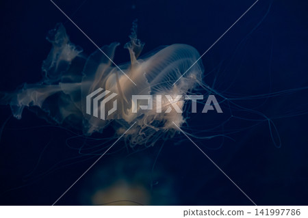 A translucent jellyfish floats gracefully through deep blue ocean waters with long delicate tentacles, capturing the serene and mysterious atmosphere of life in a dark marine habitat A translucent jellyfish floats gracefully through deep blue ocean waters with long delicate tentacles, capturing the serene and mysterious atmosphere of life in a dark marine habitat 141997786