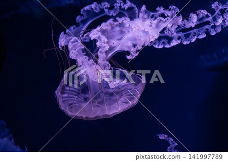 A graceful translucent jellyfish swims through dark deep ocean waters, creating a tranquil and mysterious atmosphere with its delicate tentacles trailing in the quiet aquatic sea A graceful translucent jellyfish swims through dark deep ocean waters, creating a tranquil and mysterious atmosphere with its delicate tentacles trailing in the quiet aquatic sea 141997789