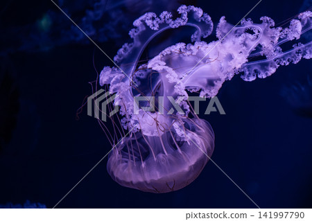Graceful translucent jellyfish swimming through dark blue ocean water, illuminating the depth with bioluminescent glow to create a serene atmosphere in a tranquil marine environment Graceful translucent jellyfish swimming through dark blue ocean water, illuminating the depth with bioluminescent glow to create a serene atmosphere in a tranquil marine environment 141997790