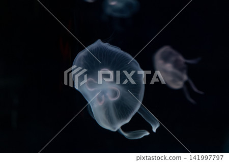 Translucent moon jellyfish floating gracefully in dark deep ocean water, creating a serene and mystical underwater scene that conveys natural beauty and marine wildlife tranquility Translucent moon jellyfish floating gracefully in dark deep ocean water, creating a serene and mystical underwater scene that conveys natural beauty and marine wildlife tranquility 141997797