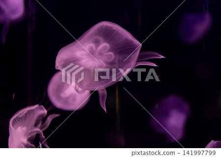 A purple translucent jellyfish swims gracefully through dark deep sea water with a glowing soft light effect, creating a mysterious and serene underwater scene for nature displays A purple translucent jellyfish swims gracefully through dark deep sea water with a glowing soft light effect, creating a mysterious and serene underwater scene for nature displays 141997799