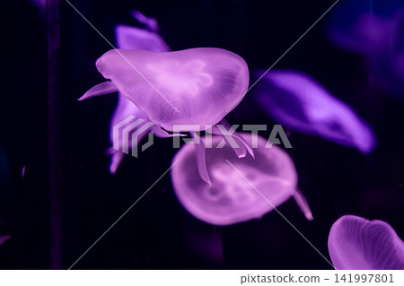 A luminous purple jellyfish swims slowly in a dark aquarium tank, creating a mystical and tranquil underwater atmosphere that evokes serenity and natural wonder in deep marine space A luminous purple jellyfish swims slowly in a dark aquarium tank, creating a mystical and tranquil underwater atmosphere that evokes serenity and natural wonder in deep marine space 141997801